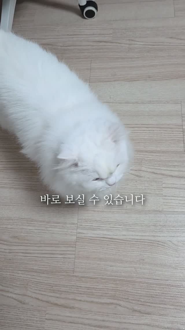 kimbaekseol 게시물 이미지: #김백설공구 여름에 더위를 많이 타는 고양이는 집 안에 가장 시원한 곳을 찾아내는...
