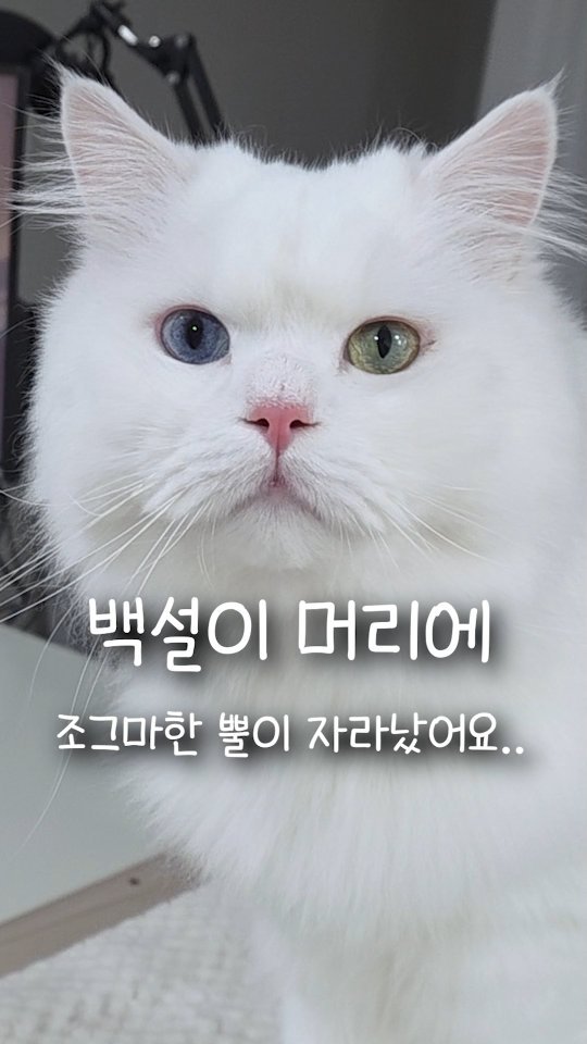 kimbaekseol 게시물 이미지: 같이 산지 4년 된 고양이 머리에 작은 뿔이 생겼어요..