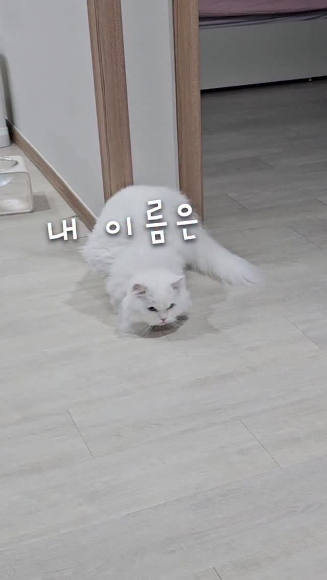 kimbaekseol 게시물 이미지: 츄르 도둑을 만난 김백설