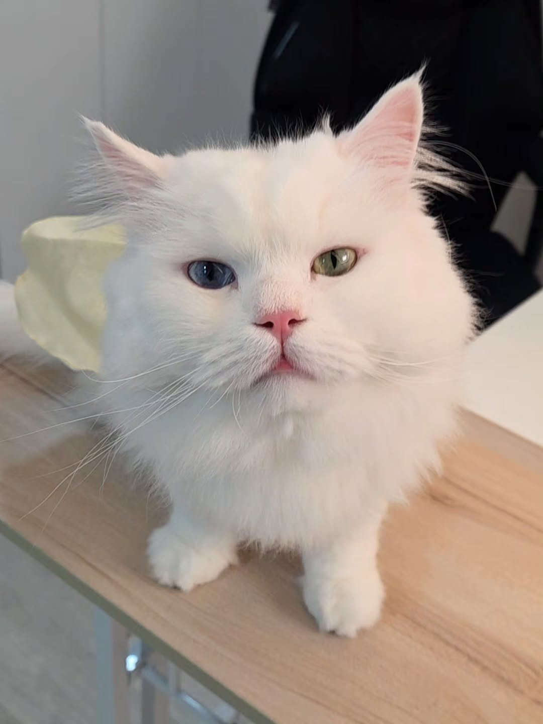 Photo by 백설이네 김백설 on February 16, 2026. May be an image of ragdoll cat, Persian cat, kitten and text.