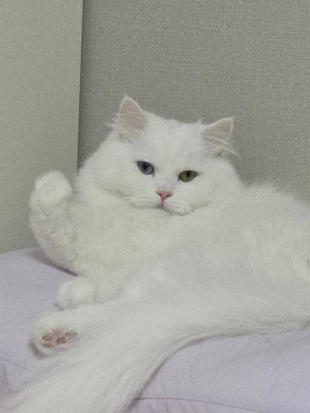 Photo by 백설이네 김백설 on February 12, 2026. May be an image of ragdoll cat, kitten, Persian cat and text.