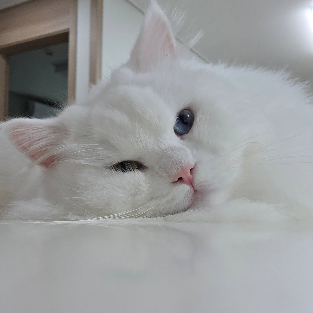 Photo by 백설이네 김백설 on September 01, 2025. May be an image of ragdoll cat, kitten, Persian cat, Abyssinian cat and text.
