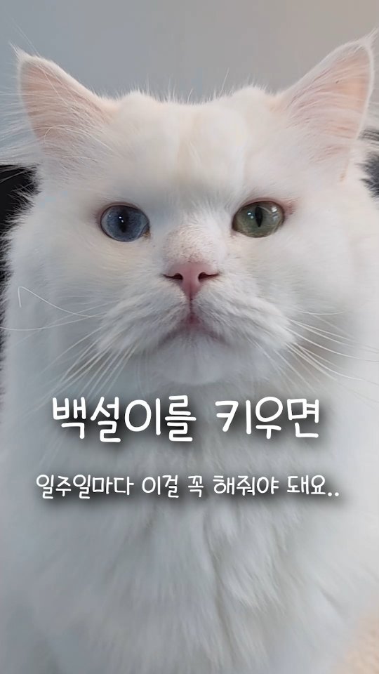 kimbaekseol 게시물 이미지: #공구예정 알러지 심한 사람이 고양이를 키우면 일주일마다 이걸 해줘야...