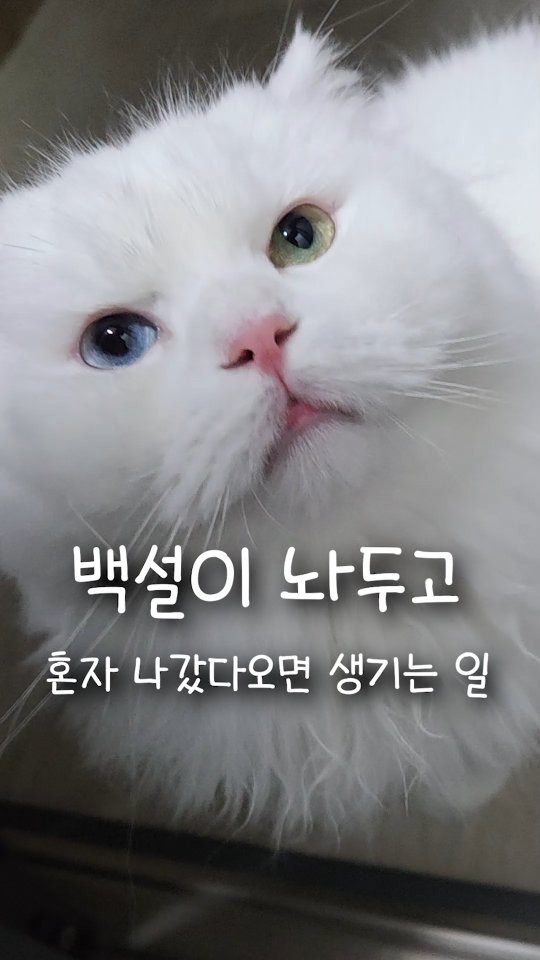kimbaekseol 게시물 이미지: 만약 고양이를 혼자 놔두고 밖에 나간다면