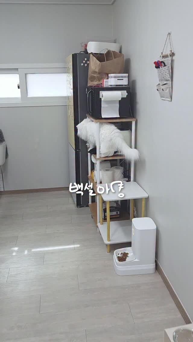 kimbaekseol 게시물 이미지: 집사의 거짓말