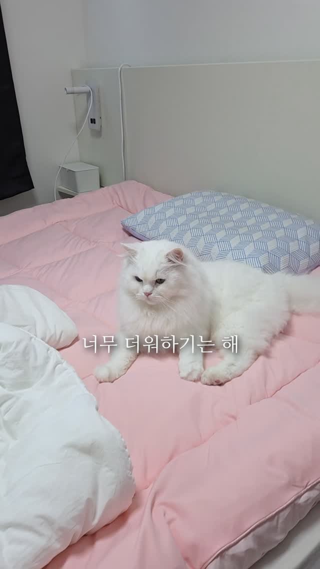 kimbaekseol 게시물 이미지: 이걸 좋아하는 고양이를 키우려면 햇빛이 있는 집으로 이사를 가야 돼요..