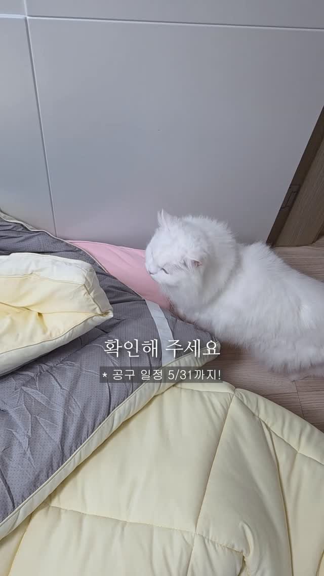 kimbaekseol 게시물 이미지: #김백설공구 여름에 엄청 더워하는 고양이 집사들을 위한 여름 쿨 토퍼 QnA...