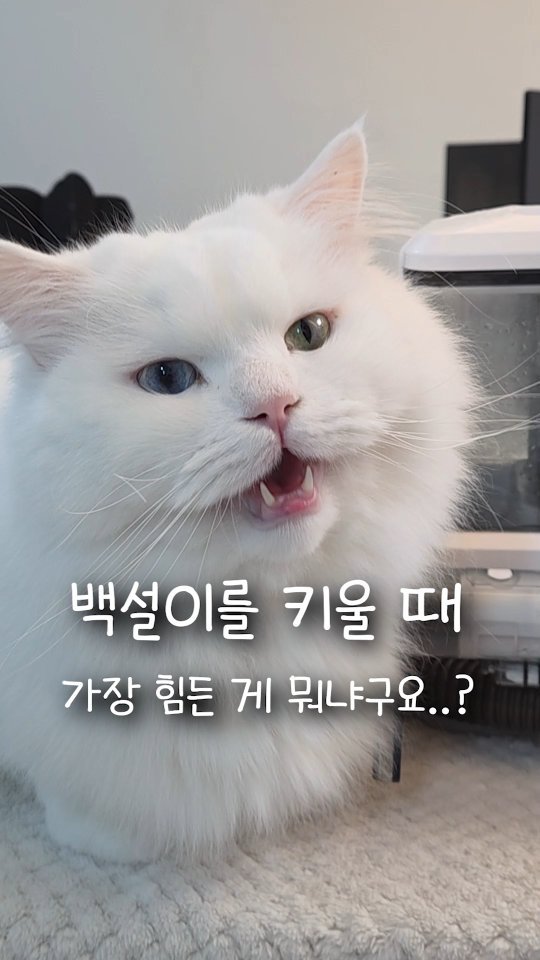 kimbaekseol 게시물 이미지: #공구오픈 털이 엄청 빠지는 고양이랑 같이 살면 이걸 꼭 감수해야...