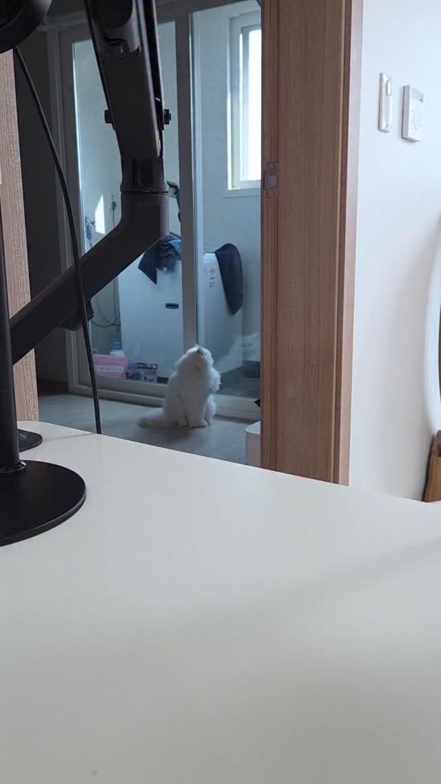 kimbaekseol 게시물 이미지: 여자친구랑 헤어진 것 같은 백설이