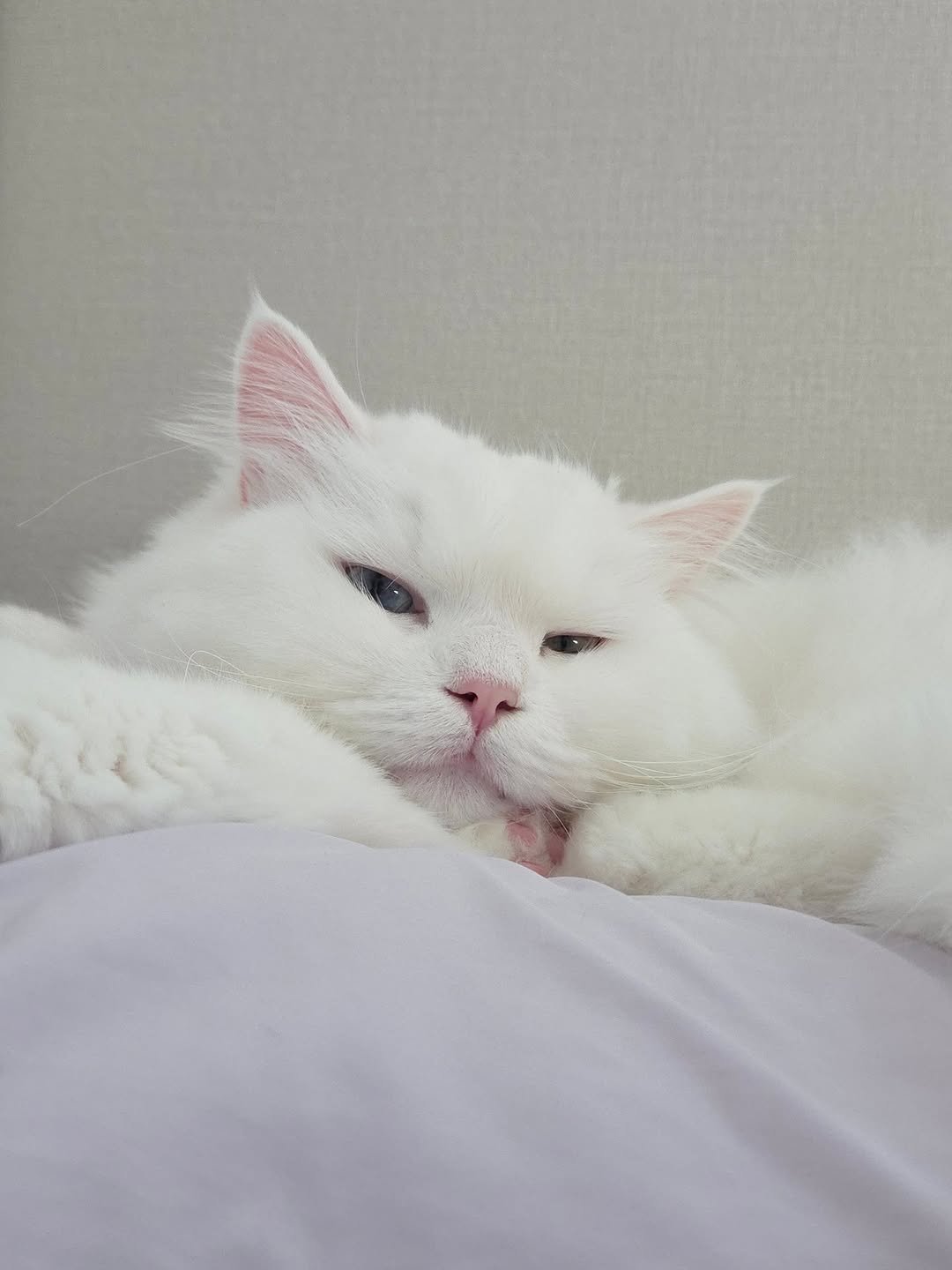 Photo by 백설이네 김백설 on February 15, 2026. May be an image of sleeping, ragdoll cat, Persian cat, kitten and text.