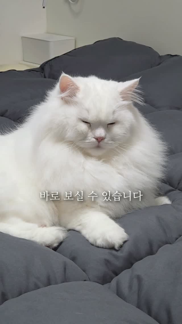 kimbaekseol 게시물 이미지: #김백설공구 바닥에서 자는 걸 싫어하는 고양이를 키우면 침대 위에 이걸 꼭 깔아줘야...