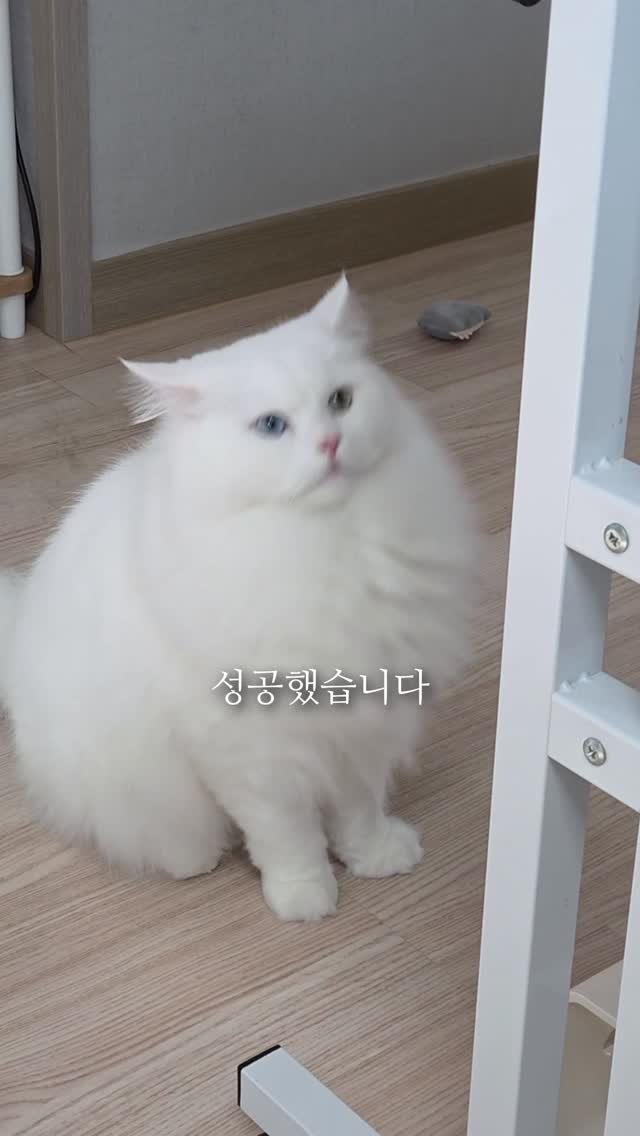 kimbaekseol 게시물 이미지: #김백설공구 같이 사는 고양이가 더러운 현관 바닥에 눕지 않게 하는 방법을...