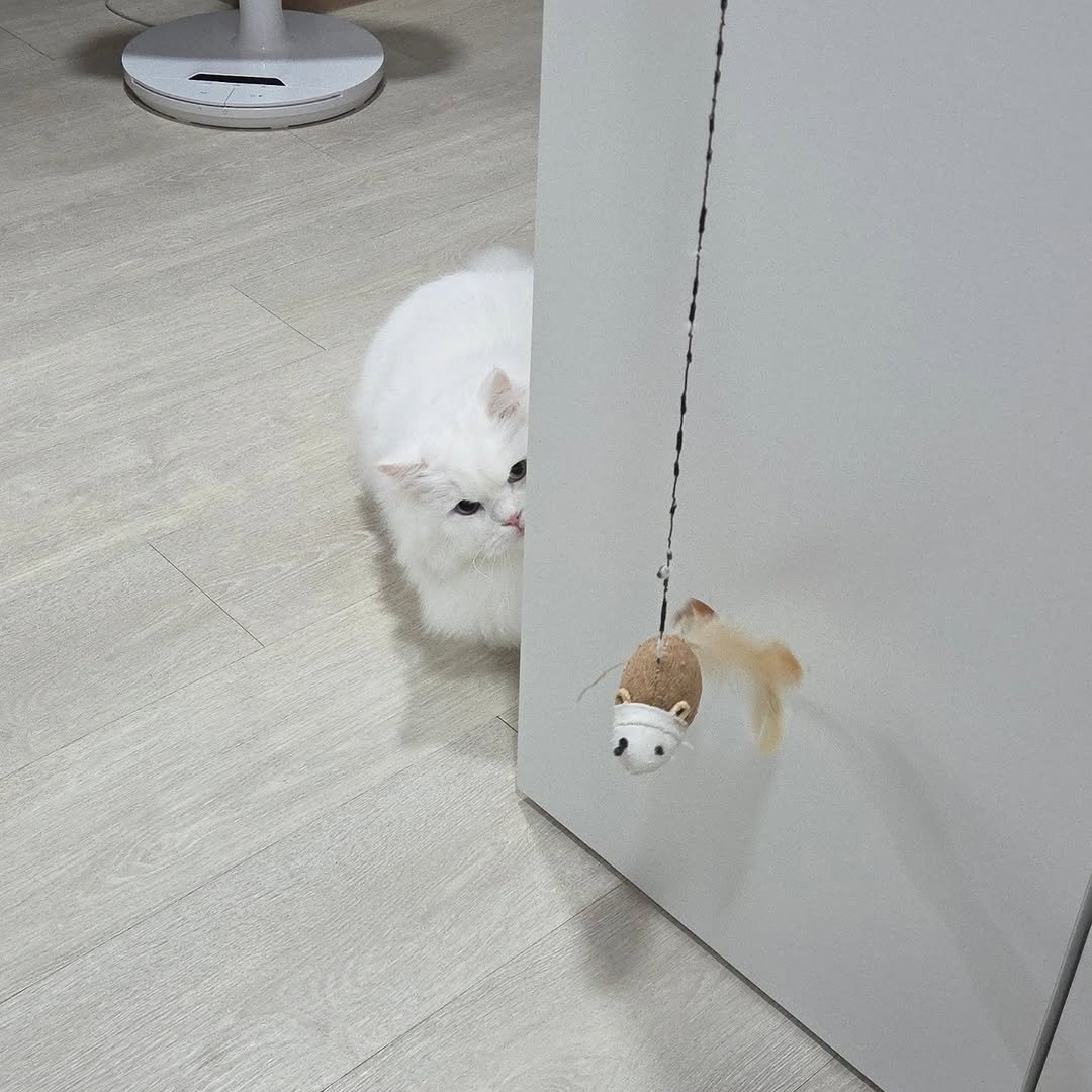 Photo by 백설이네 김백설 on September 23, 2025. May be an image of ragdoll cat, kitten, Persian cat, Abyssinian cat, carpet and text.