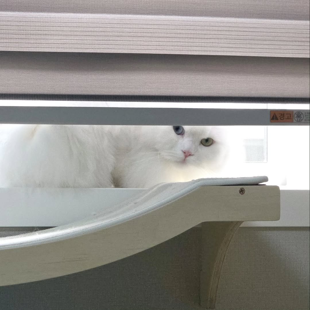 Photo by 백설이네 김백설 on September 30, 2025. May be an image of ragdoll cat, kitten, Persian cat, curtains and text.