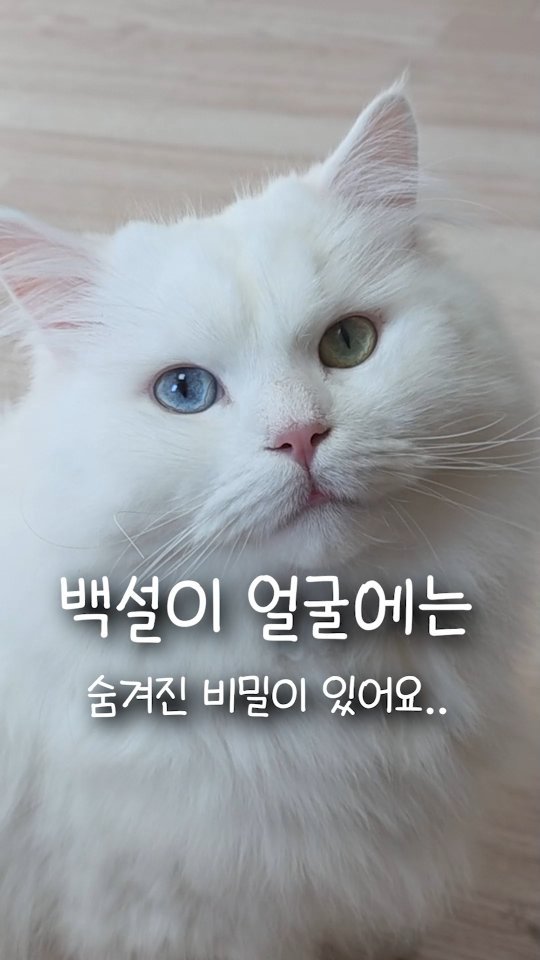 kimbaekseol 게시물 이미지: 우리집 고양이는 자고 일어나면 생기는 신기한 비밀이 하나 있어요..