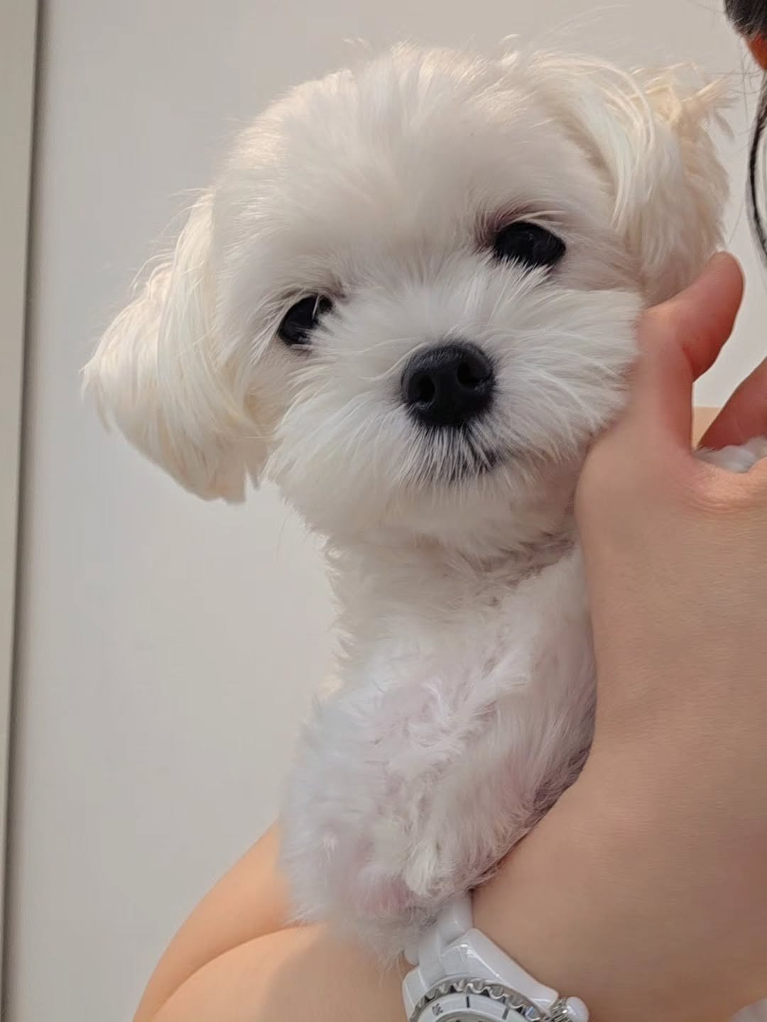 Photo by 김다나 on August 17, 2025. May be an image of dog.