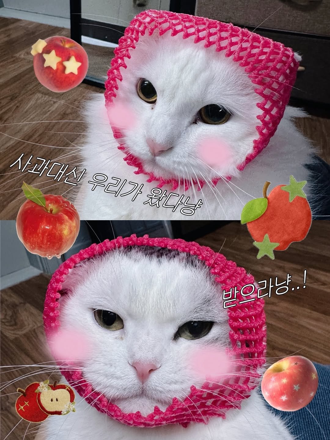 Photo shared by 우유랑 두유의 성장스토리 on December 19, 2025 tagging @kimgane_yangssi. May be an image of ragdoll cat, kitten and apple.