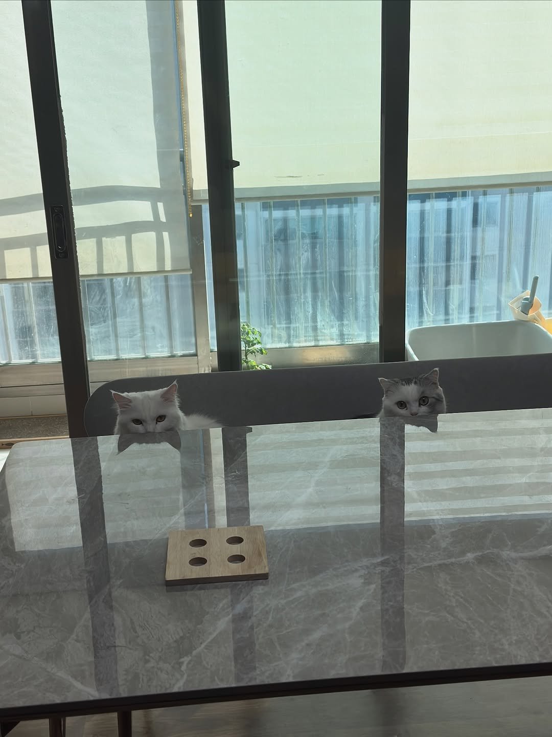 Photo by 김가네 양씨 | 신혼부부•부부일상•집꾸미기 on November 17, 2025. May be an image of Abyssinian cat, tortoiseshell cat, kitten, curtains and text.