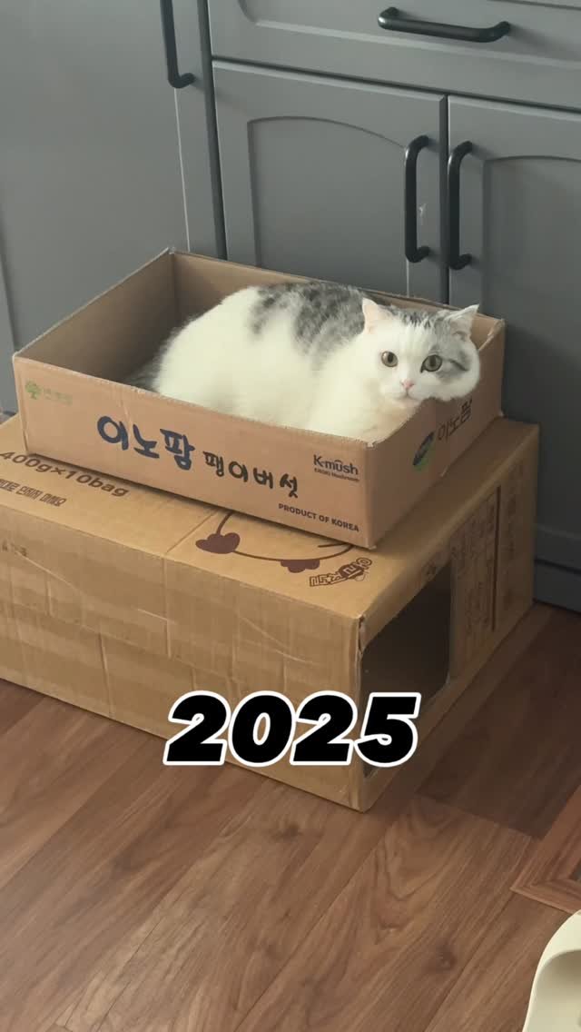 kimgane_yangssi 게시물 이미지: 우리 두유에게 숨겨진 어린시절..ㅠㅠ 사실 저 사이에도 우리에게 오기까지 비밀 감동...