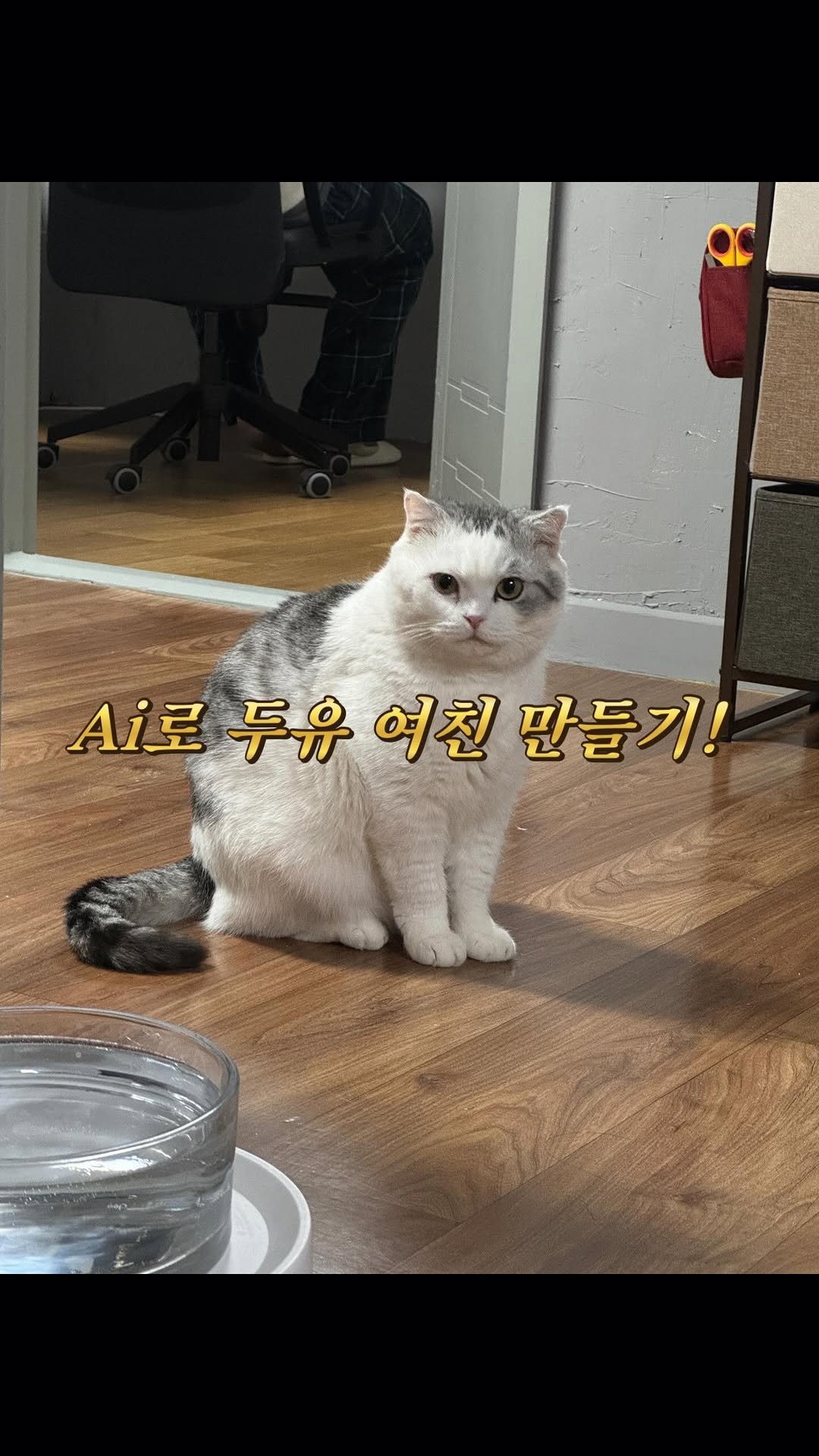 kimgane_yangssi 게시물 이미지: 오늘부터 1일입니다!

#제미나이 #ai #ai여친 #고양이 #스코티시폴드