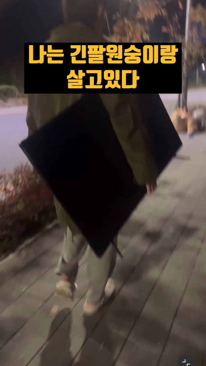 kimgane_yangssi 게시물 이미지: 난 긴팔원숭이라 살고있다.
.
.
#긴팔원숭이 #원숭이 #원숭이키우기 #반려동물