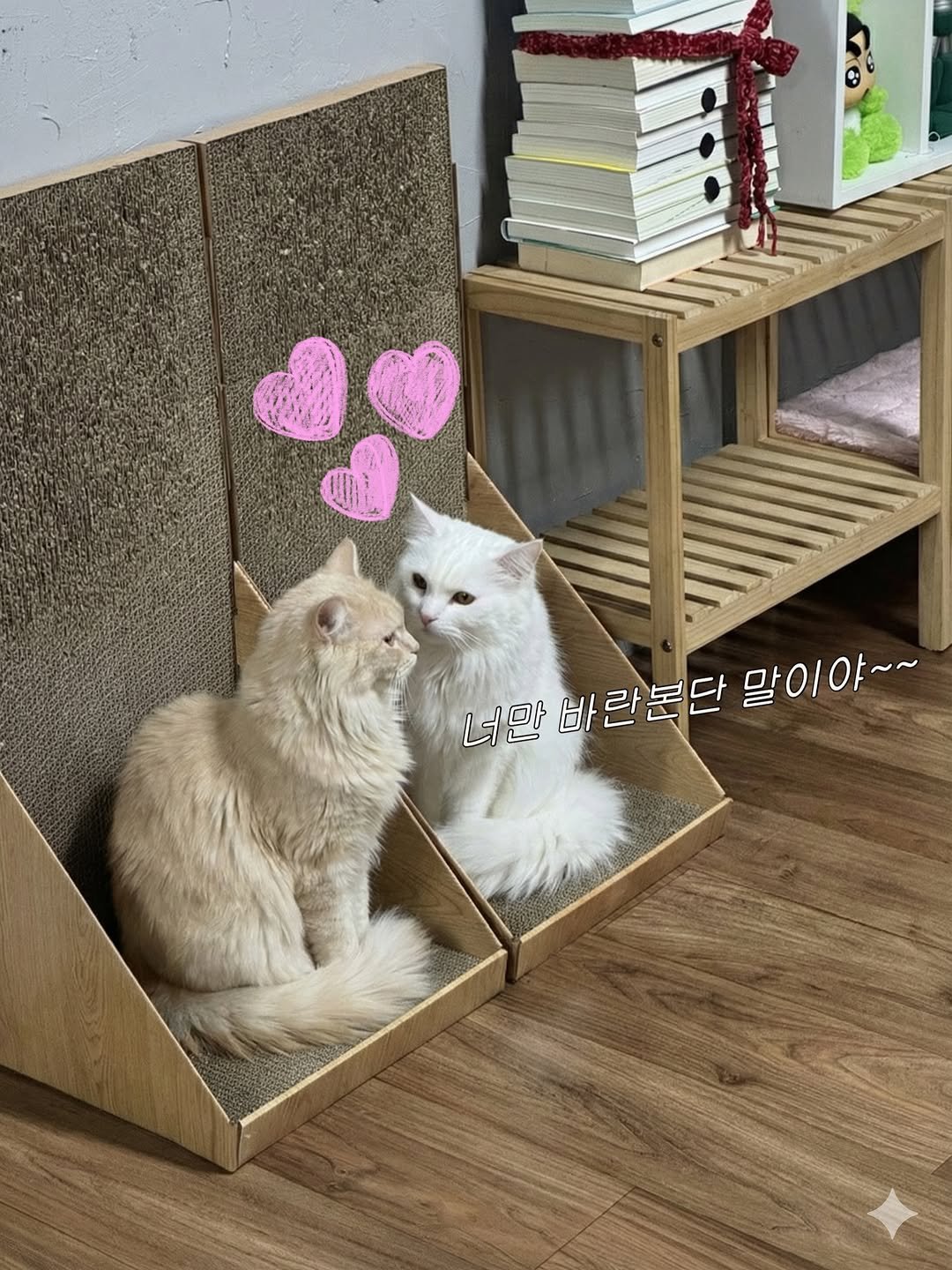 Photo shared by 우유랑 두유의 성장스토리 on January 12, 2026 tagging @kimgane_yangssi. May be an image of ragdoll cat, Abyssinian cat, kitten, Persian cat, fur and text that says '말이야~~ 야~~ 너만 바 란본단 너만바란본단 말이'.