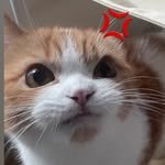 buzzi_kong 프로필 사진