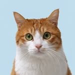 k_minam_cat 프로필 사진