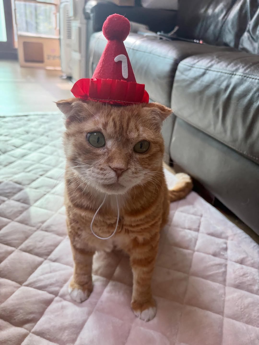 Photo by 김냄비(디엠확인느려요죄송해요양해부탁) on April 23, 2026. May be an image of Abyssinian cat, kitten, Persian cat, hat and text.