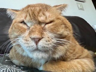 Photo by 김냄비(디엠확인느려요죄송해요양해부탁) on February 19, 2026. May be an image of kitten and text.