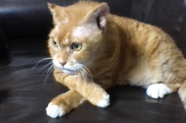 Photo by 김냄비(열활모드^^) on September 22, 2025. May be an image of Abyssinian cat, kitten and text.