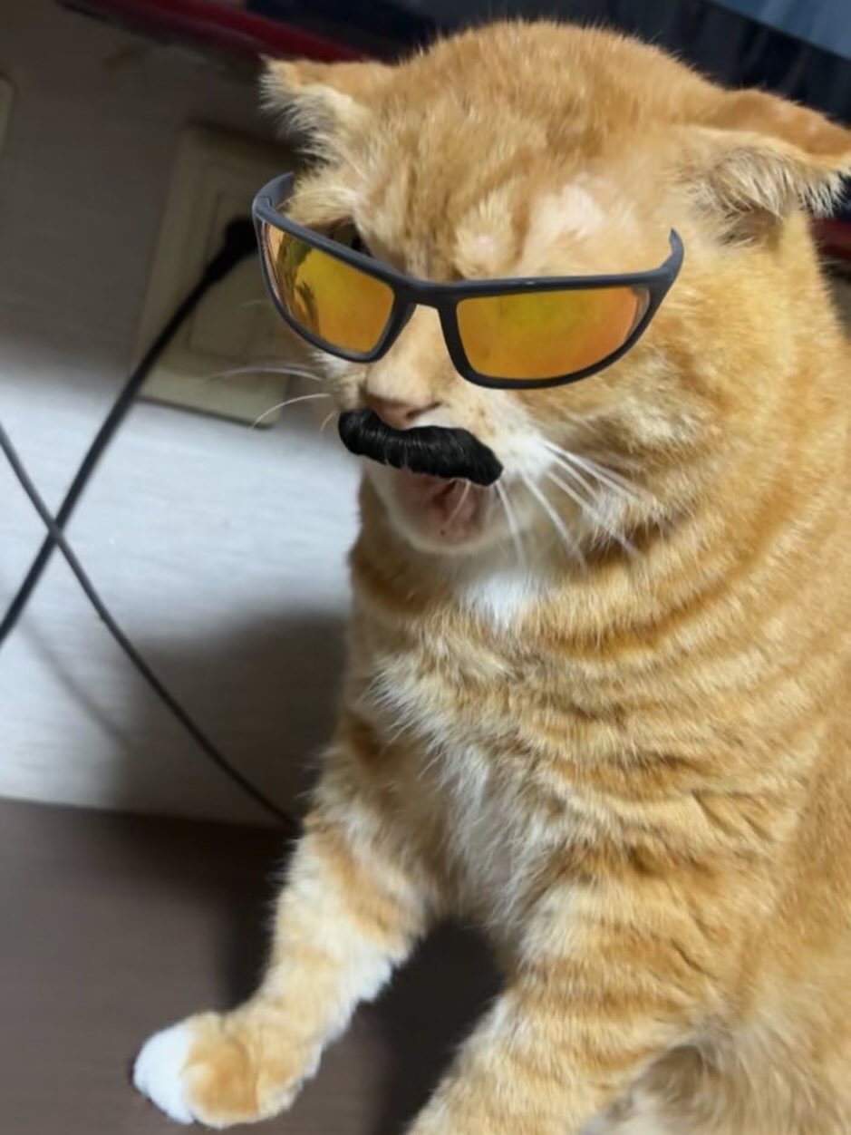 Photo by 김냄비(디지털디톡스) on August 11, 2025. May be an image of kitten, glasses and text.