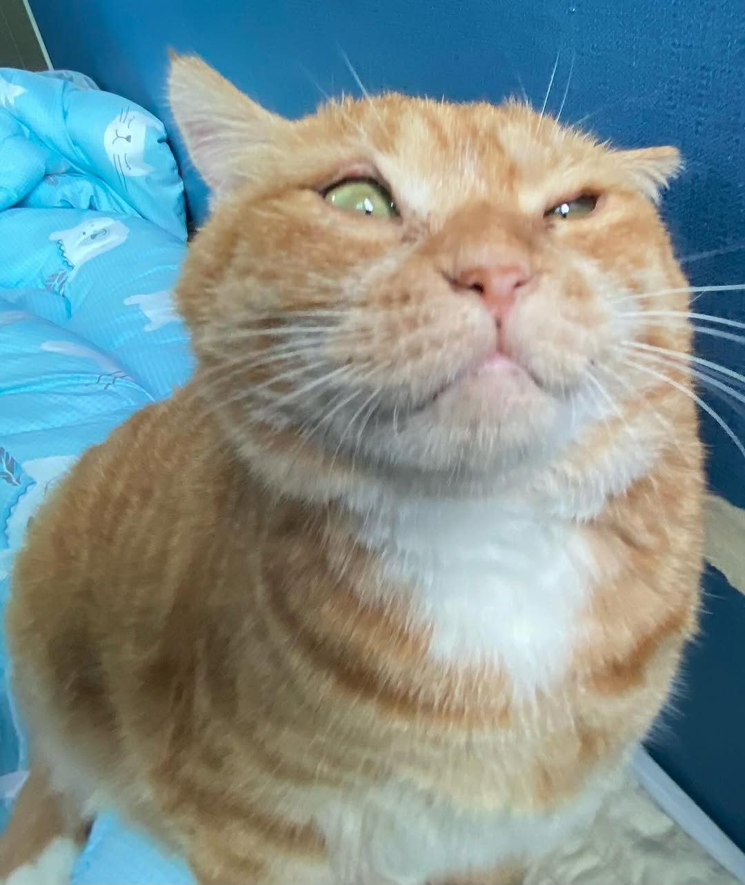 Photo by 김냄비(디엠확인느려요죄송해요양해부탁) on January 16, 2026. May be an image of Abyssinian cat, kitten and text.