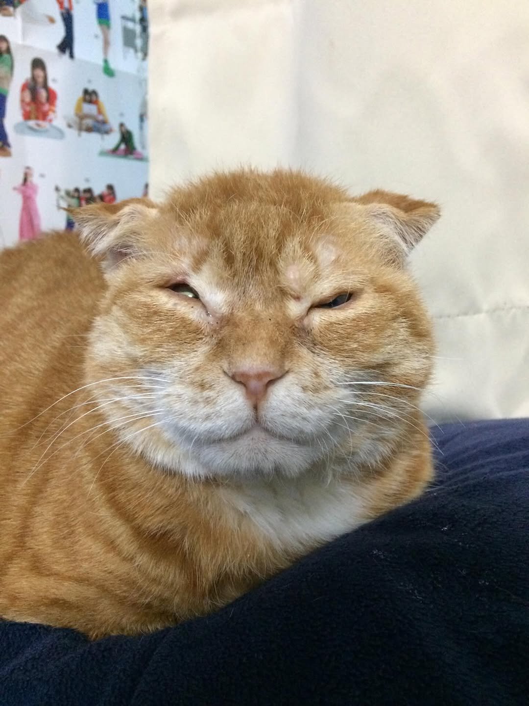 Photo by 김냄비(디엠확인느려요죄송해요양해부탁) on February 09, 2026. May be an image of Abyssinian cat, kitten and text.