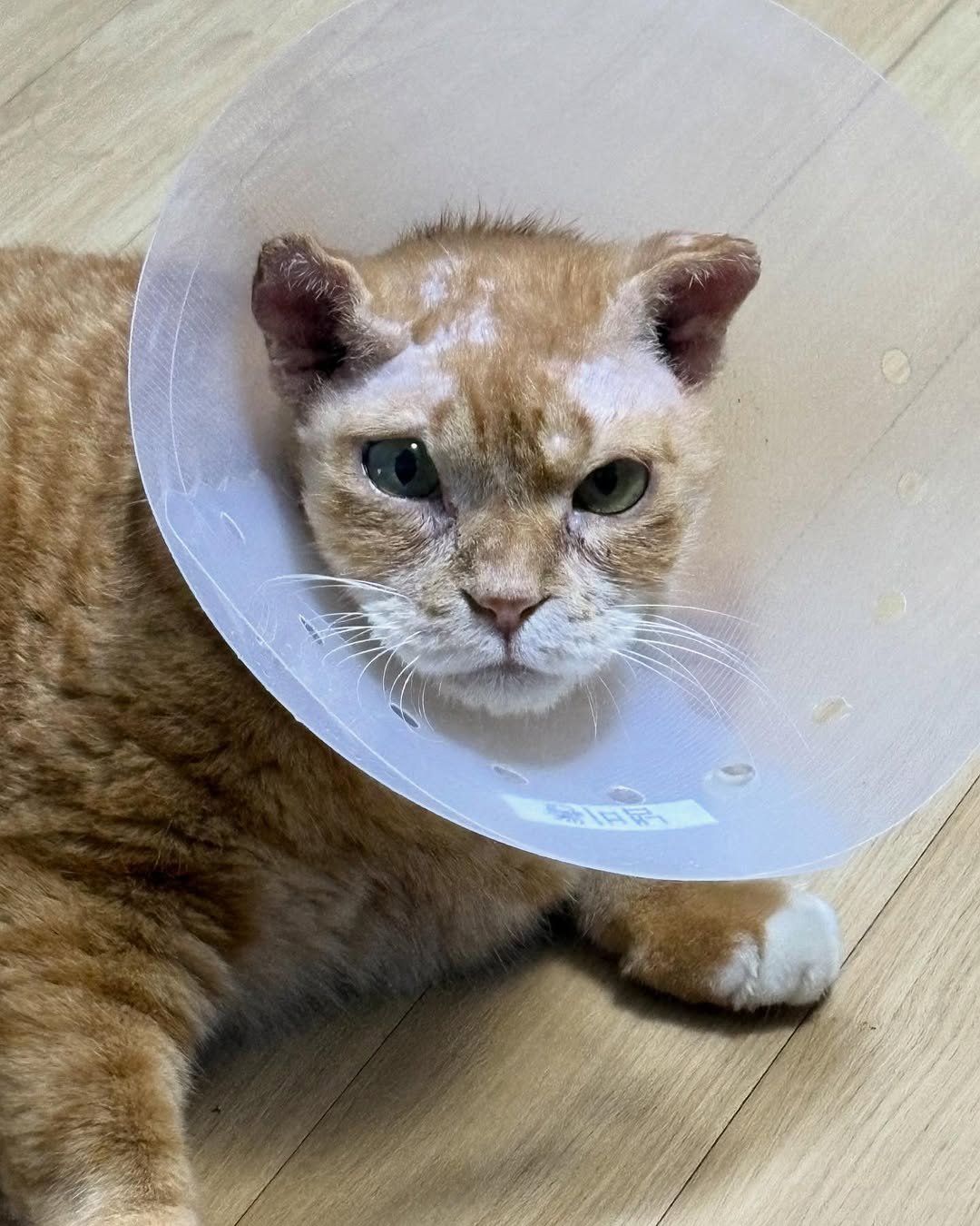 Photo by 김냄비(열활모드^^) on September 16, 2025. May be an image of Abyssinian cat, kitten and text.