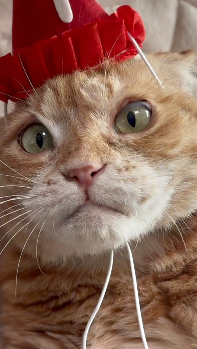 kimnaembee 게시물 이미지: 오늘은 냄비의 7번째 생일 （＾Ｏ＾☆♪
너무너무 축하하고 앞으로도 건강하게 잘...