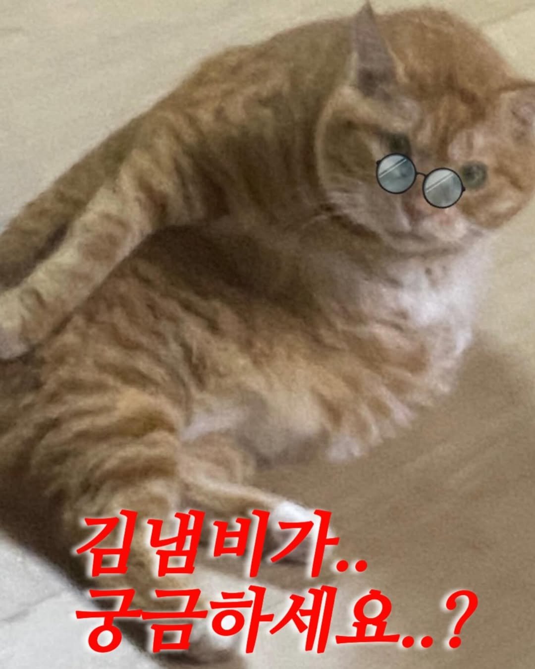Photo shared by 김냄비 on December 18, 2025 tagging @heodukgoo. May be an image of kitten and text that says '김냄비가.. 궁금하세요..?'.