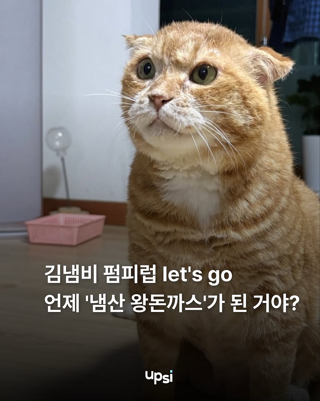Photo shared by @upsimag on September 26, 2025 tagging @kimnaembee. May be an image of Abyssinian cat, kitten, pie and text that says '김냄비 펌피럽 let's go 언제 '냄산 왕돈까스'가 된 거야? upsi'.