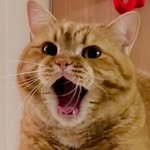 im_deokbae 프로필 사진