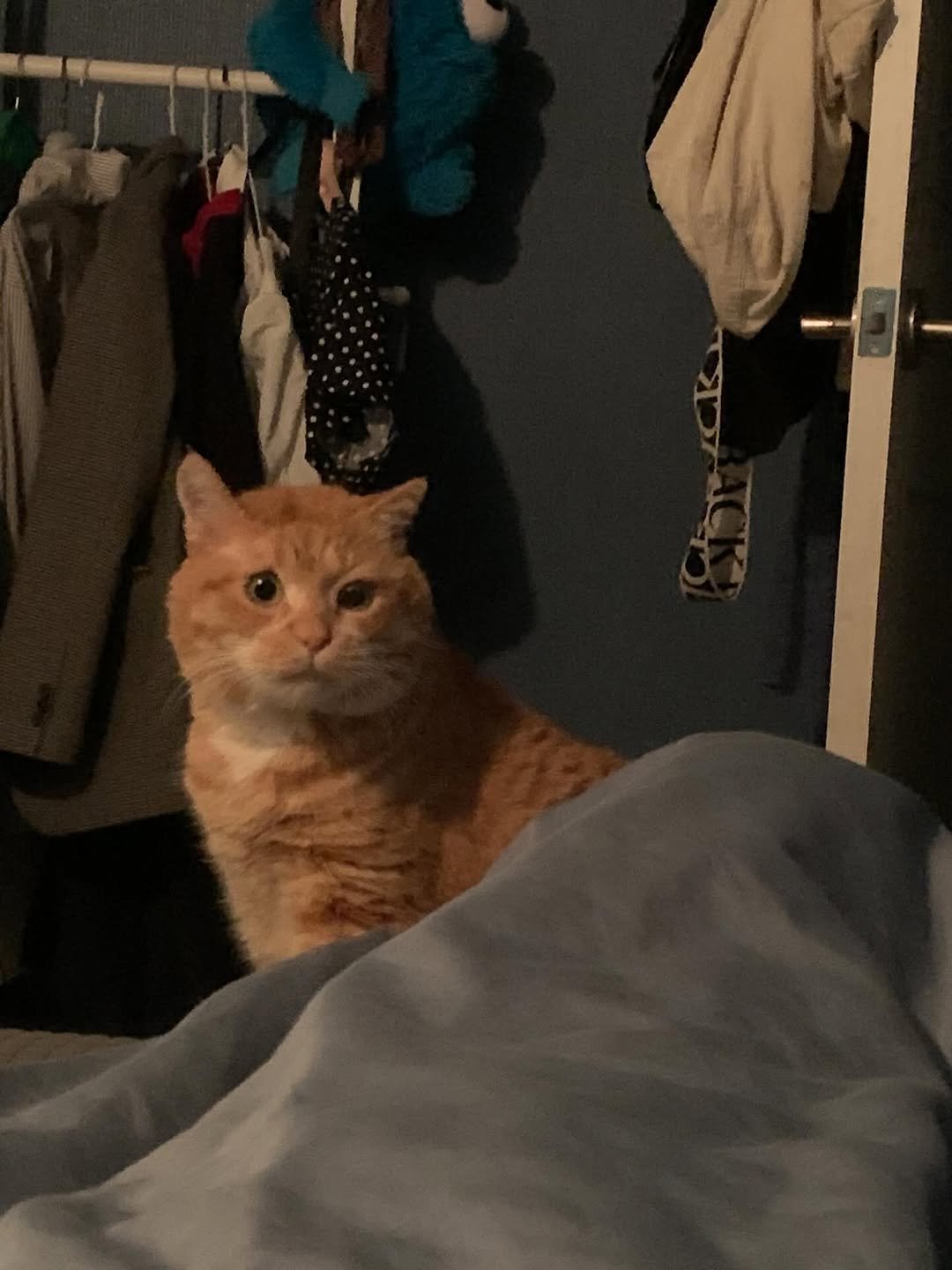 Photo by 김냄비(디엠확인느려요죄송해요양해부탁) on April 07, 2026. May be an image of kitten and text.