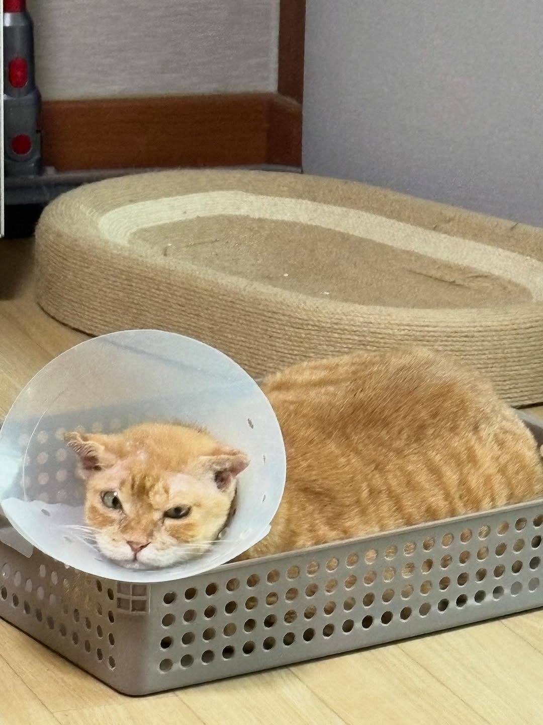 Photo by 김냄비(열활모드^^) on September 25, 2025. May be an image of Abyssinian cat, kitten and text.