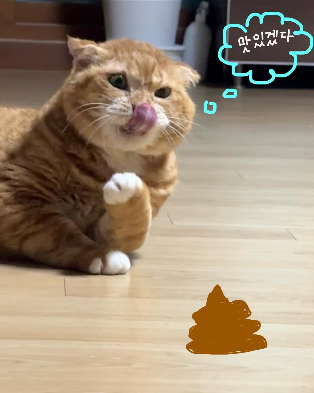 Photo by 김냄비(디엠확인느려요죄송해요양해부탁) on January 23, 2026. May be an image of kitten and text that says '마이게다 맛있것다 ሌ 마쓰쇼'.