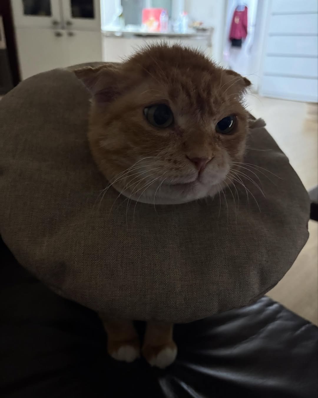 Photo by 김냄비 on December 08, 2025. May be an image of Abyssinian cat, Persian cat, kitten, beanbag chair and text.