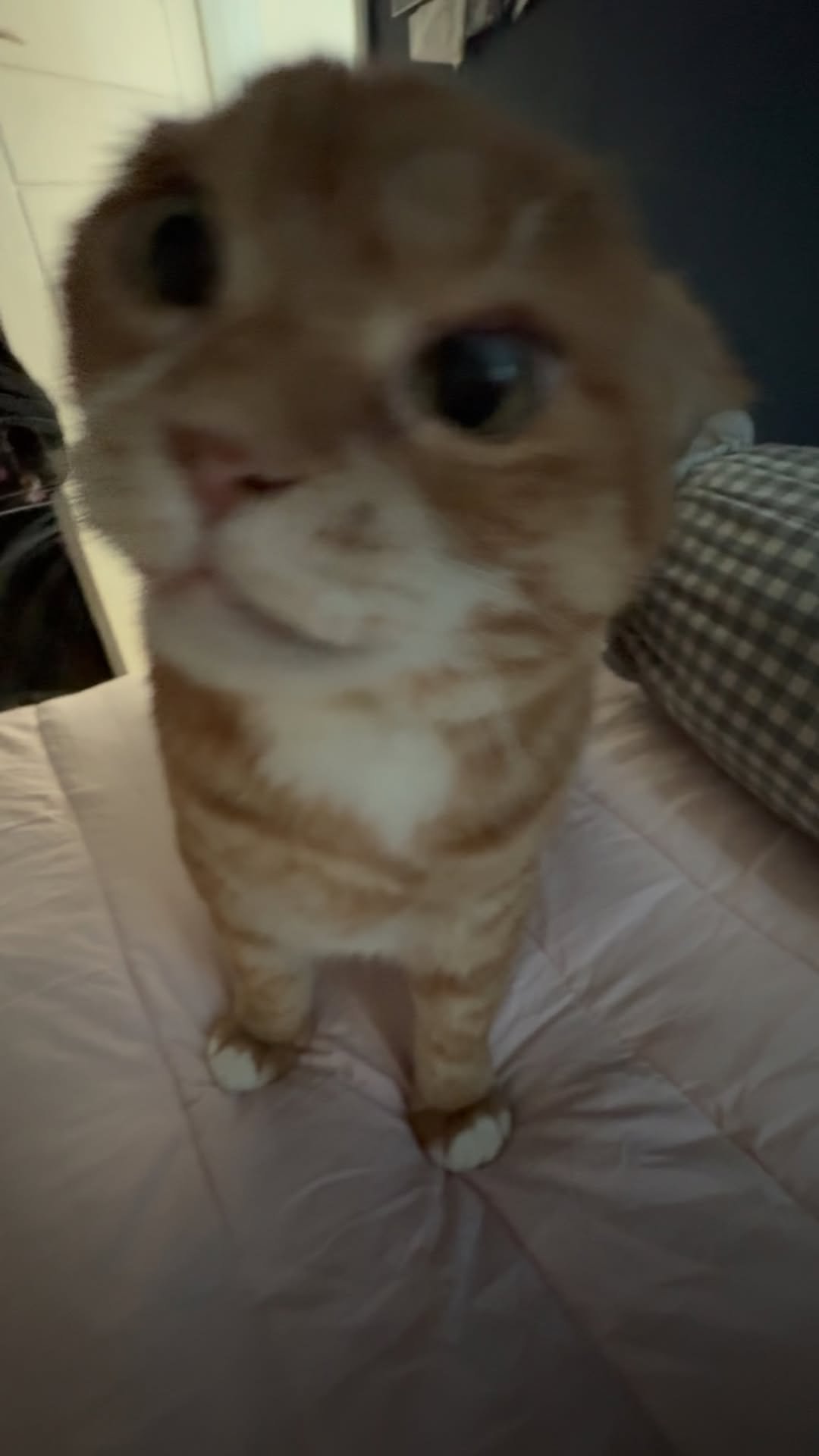 kimnaembee 게시물 이미지: 수줍게 놀기신청