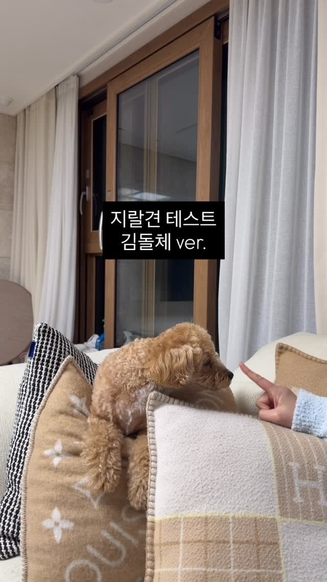 kimsohmin 게시물 이미지: 이 엄마가 왜이래...

#김돌체#말티푸#지랄견테스트