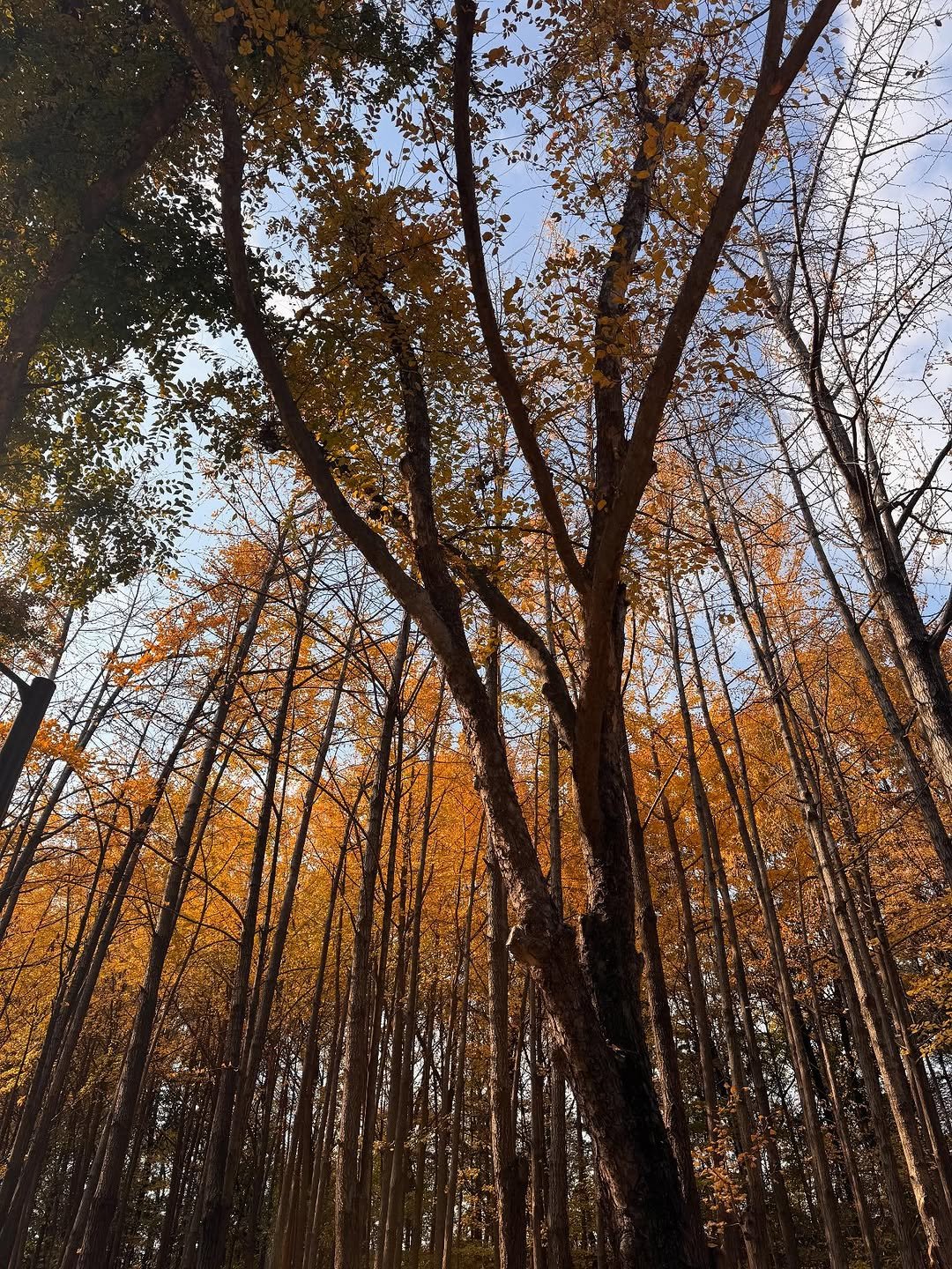 Photo by 김태리 on November 21, 2025. May be an image of nature and text.