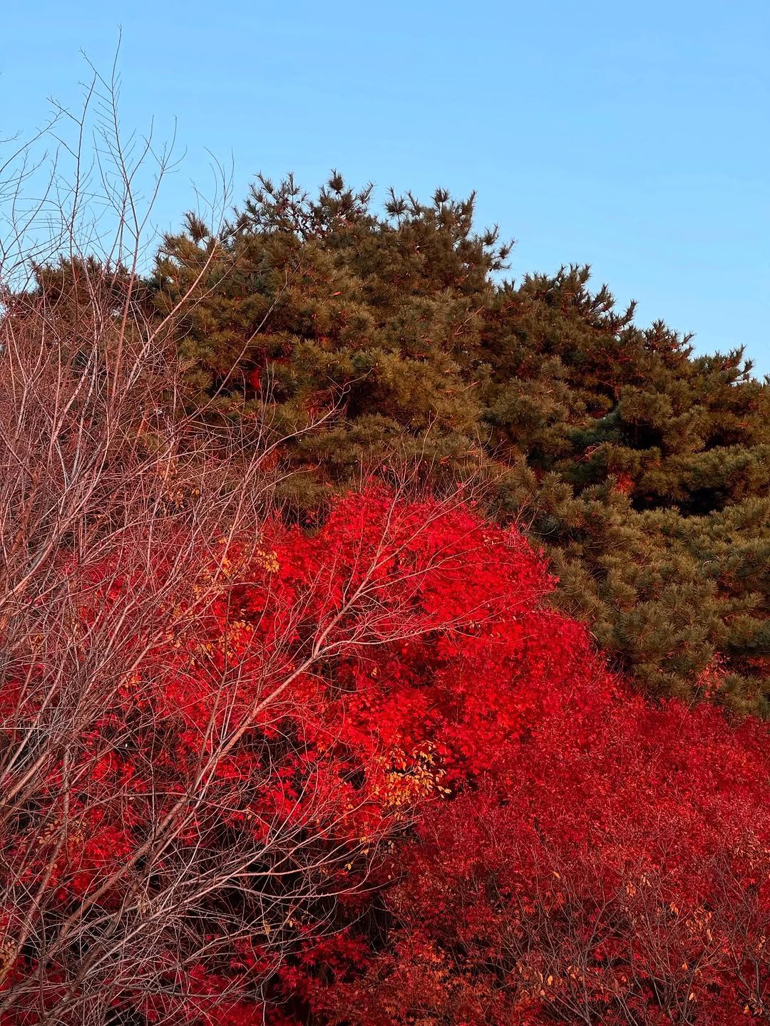 Photo by 김태리 on November 28, 2025. May be an image of firethorn, shadbush, nature and text.