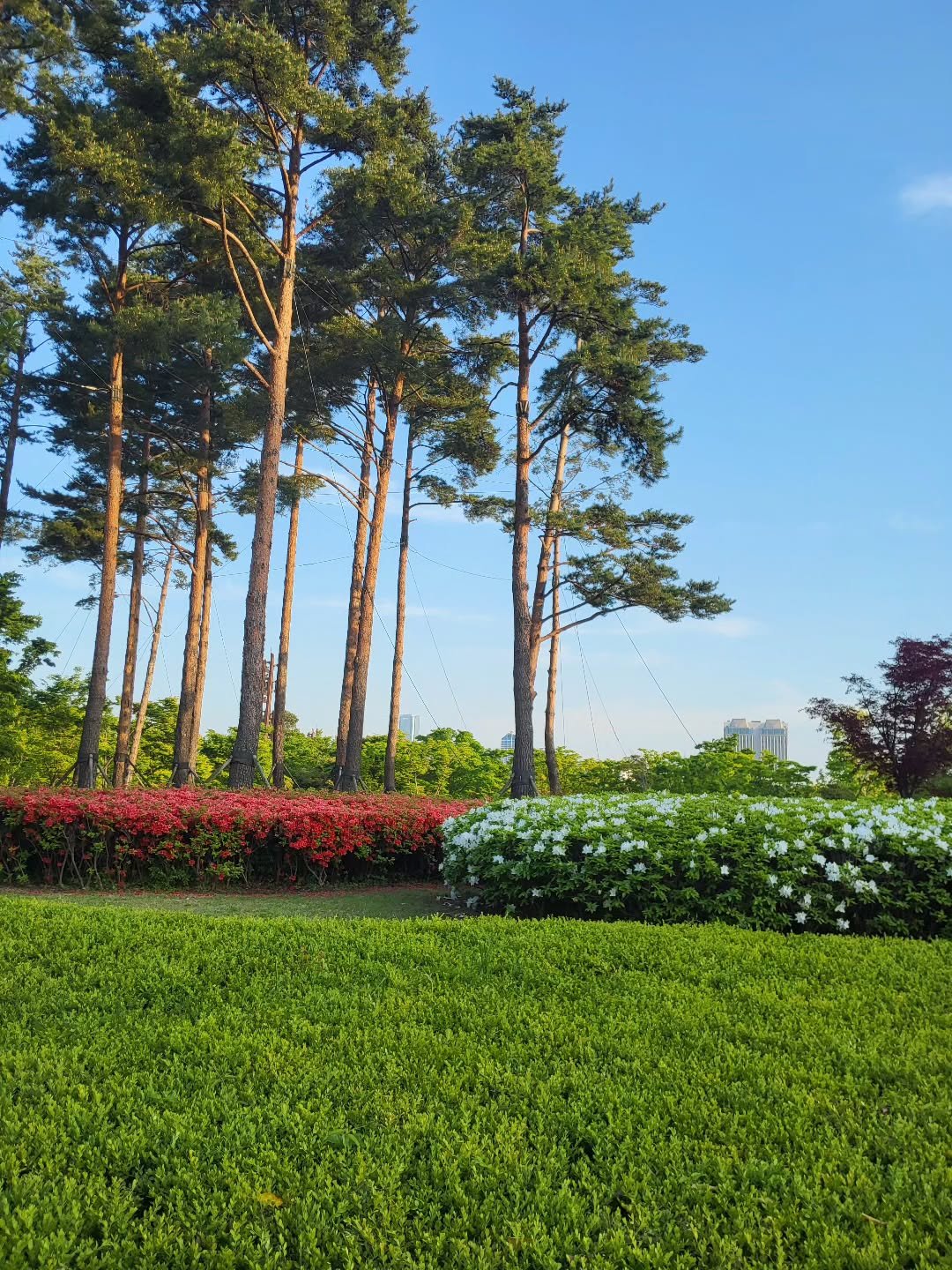 Photo by 풍요를부르는행복연구소 on September 29, 2025. May be an image of grass and text.