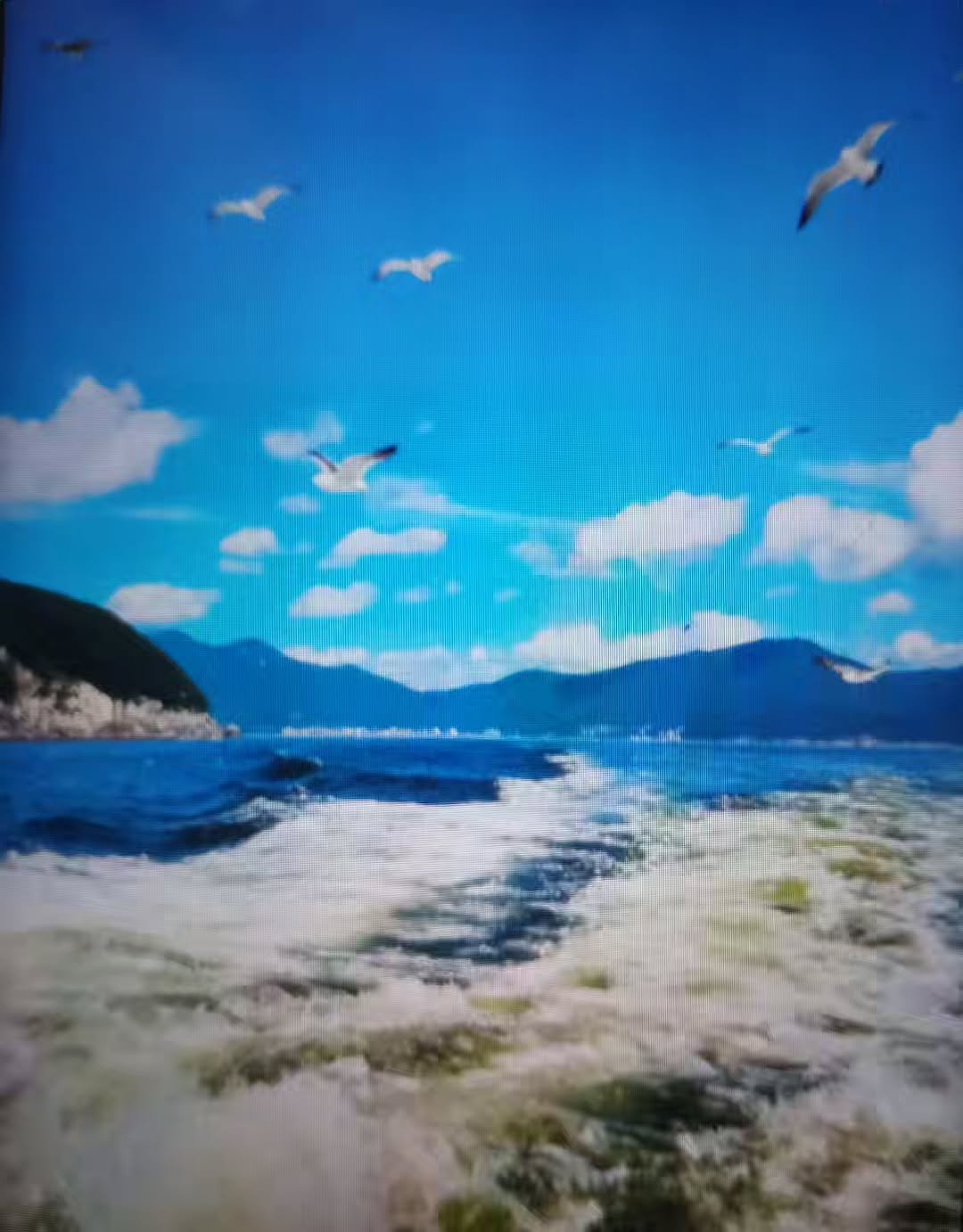 Photo by 풍요를부르는행복연구소 on December 22, 2025. May be an image of gull, kite, coast and text.