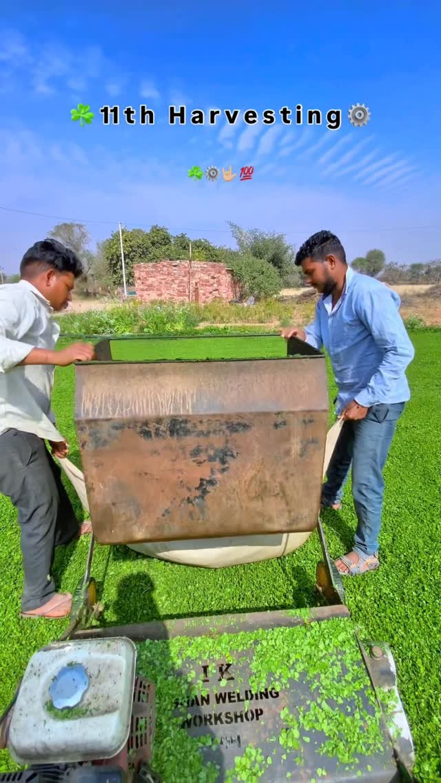 kisan_zindabad_100k 게시물 이미지: ☘️ 11th harvesting 💯 @kisan_zindabad_100k...